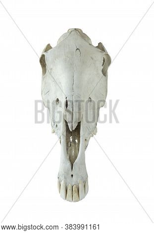 Large Horse Skull Isolated On White Background
