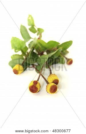 Gelbe und braune Paracress