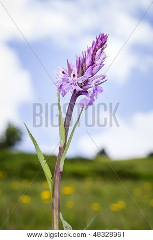 Obrázek divokých orchidejí v Beatenberg, Švýcarsko