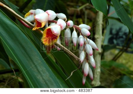 Ginger Flower královské žezlo