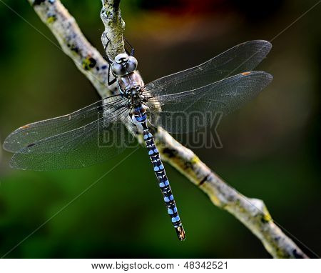 Erwachsene blue Libelle ruht auf einem Zweig mit Flügel ausgestreckt