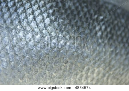 Blå fisk skalor