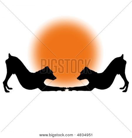 Tomtomdouble Orange