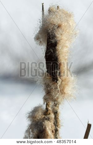 bulrush