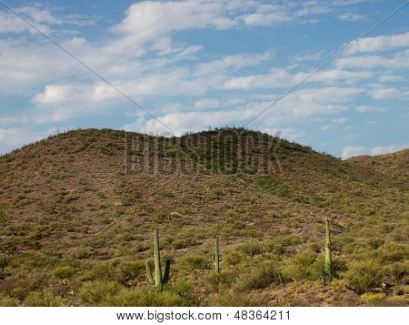 Desert Landscape