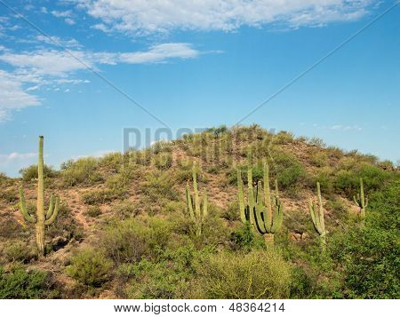 Desert Landscape