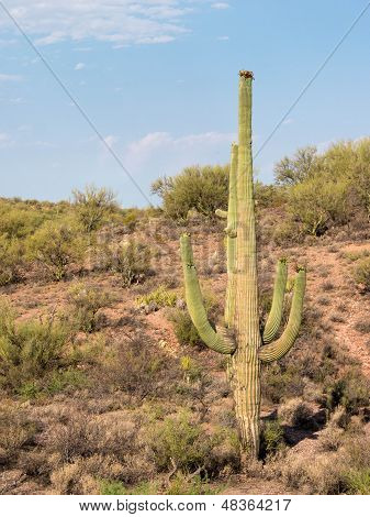 Wüste Saguaro-Kaktus