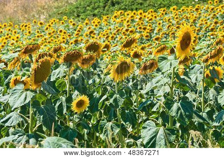 ทุ่งดอกทานตะวัน