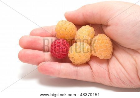 Hand Holding  Raspberries