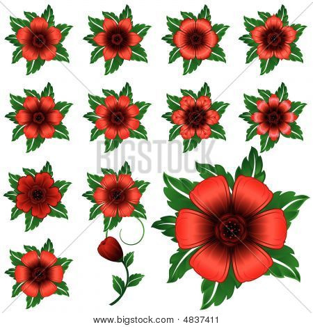 Collezione fiore rosso