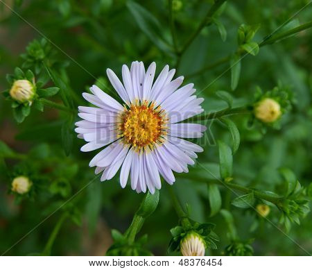 ハーブで Daisywheel