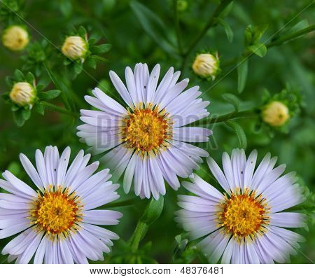 緑のハーブの Daisywheels