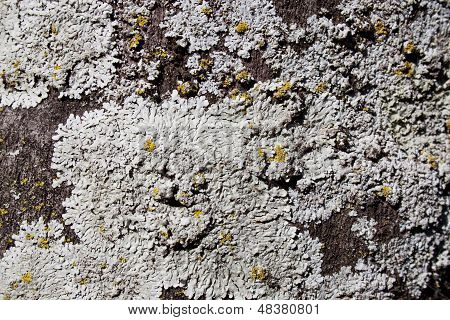 Lichen Texture Close