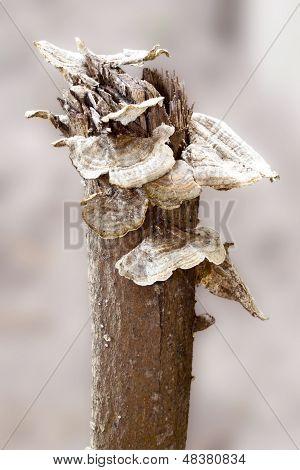 Orange Fungus On Light Background