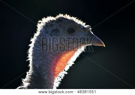 Isolerade huvudet av en ung Turkiet med ur fokus bakgrund