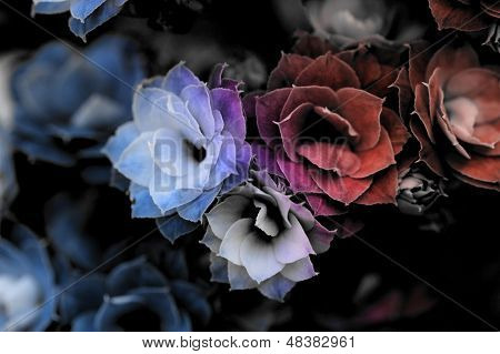Flores flor de Kalanchoe