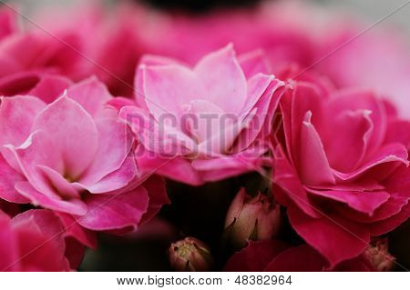 Flores flor de Kalanchoe