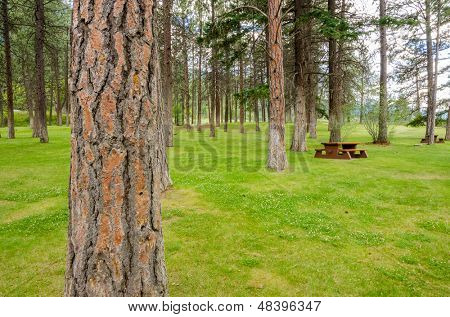 Area picnic bella Thompson river, Canada.