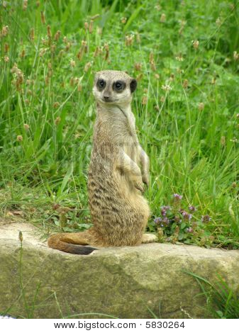 Suricata ร้ายแรง