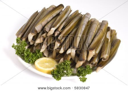 Shell
