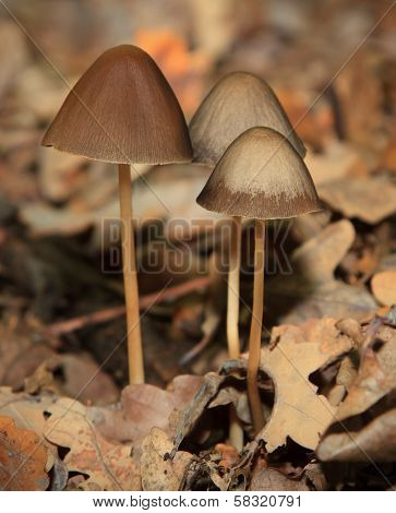 Magic Mushroom In The Forest