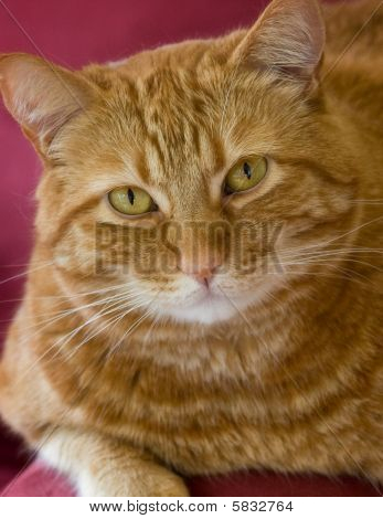 Kat