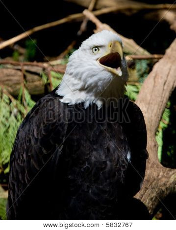 Eagle