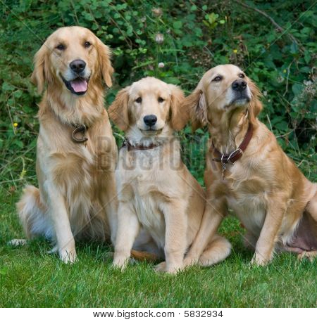 Golden retrievere
