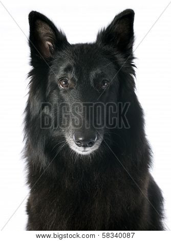 Groenendael