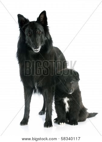 Puppy And Adult Groenendael