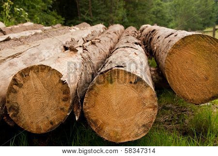 Row of felled trees