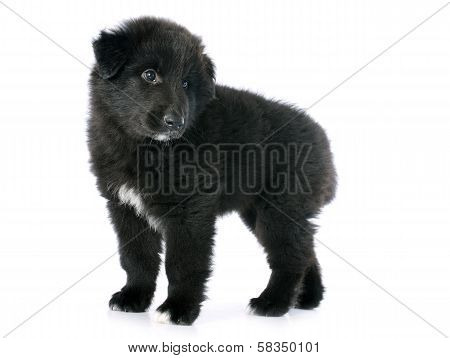 Puppy Groenendael