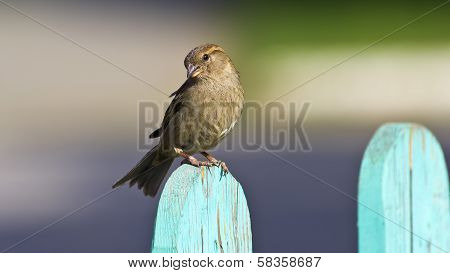 Sparrow