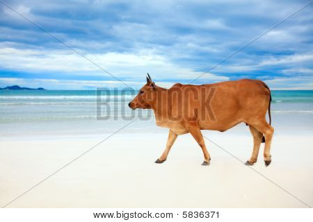 Vaca na praia