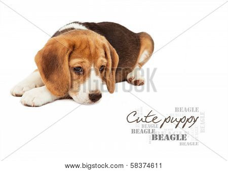 Sad Beagle Puppy On White