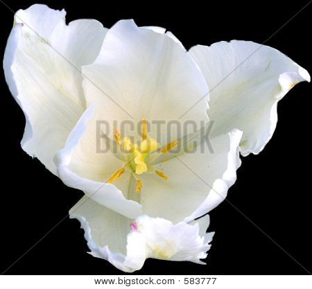 Tulipano bianco