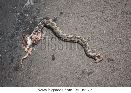 Dode Viper