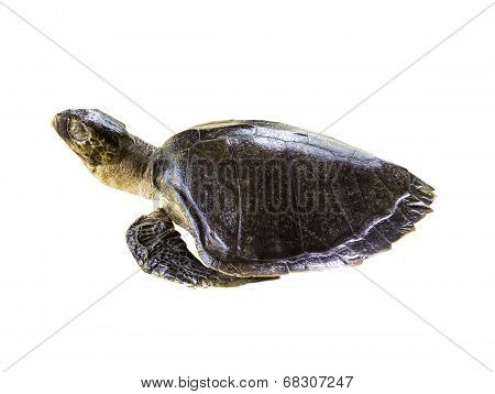 Leatherback Sea Turtle On White