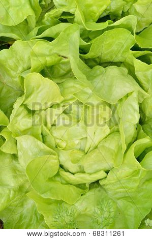 Close-up Of Green, Fresh Lettuce.