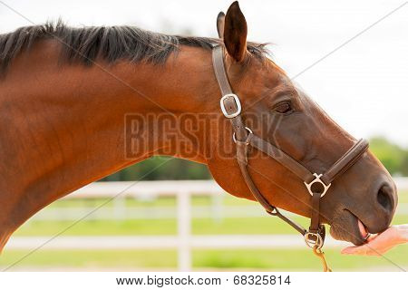Horse Close Up