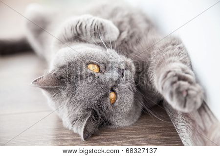 Cat Stretching Its Foreleg