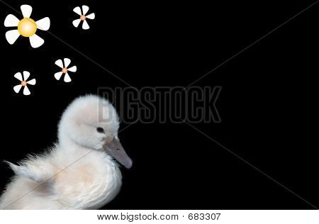 Baby Schwan