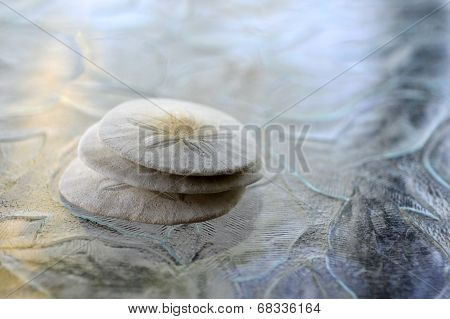 Sand Dollar.