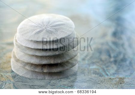 Sand Dollar.