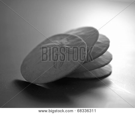 Sand Dollar.