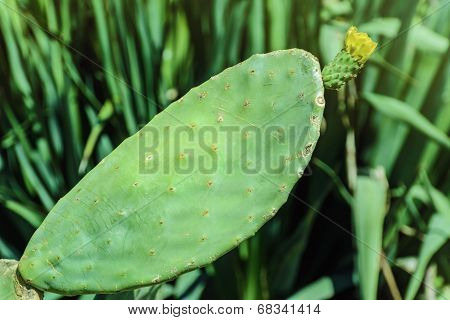 Opuntia