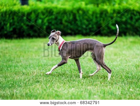 Italian Greyhound Playing In Countryside Park