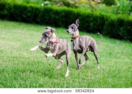 Italian Greyhound Playing In Countryside Park