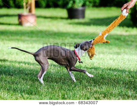 Italian Greyhound Playing In Countryside Park
