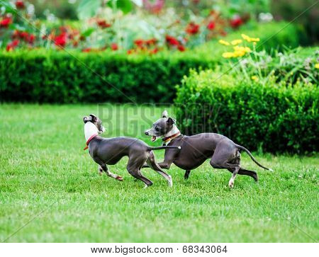 Italian Greyhound Playing In Countryside Park